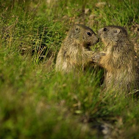 ホテルRifugio Sass Bece カナツェーイ エクステリア 写真